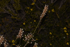Lysinema pentapetalum