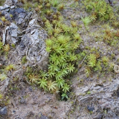 Atrichum tenellum