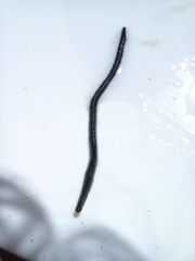 Eulalia