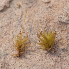Atrichum tenellum