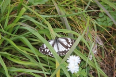 Melanargia epimede