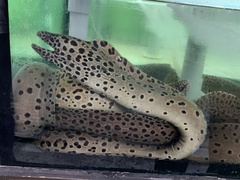 Gymnothorax favagineus