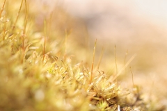 Atrichum tenellum