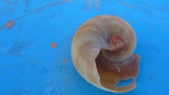 Hypterita helicoides