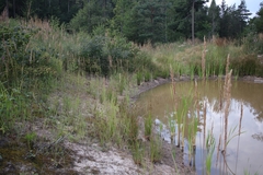Atrichum tenellum