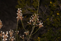 Lysinema pentapetalum