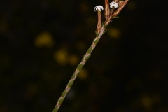 Lysinema pentapetalum