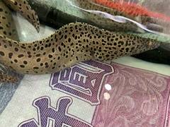 Gymnothorax favagineus