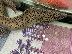 Gymnothorax favagineus