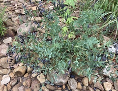 Baptisia australis australis