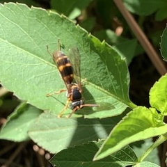 Tanyoprymnus moneduloides