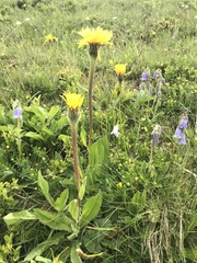 Hypochaeris uniflora