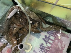 Gymnothorax favagineus