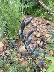 Baptisia australis australis