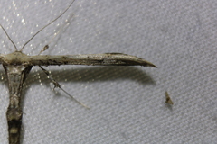 Oidaematophorus