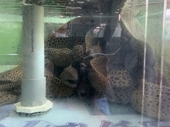 Gymnothorax favagineus