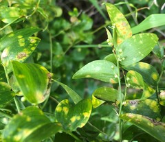 Puccinia myrsiphylli