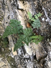 Hypodematium crenatum