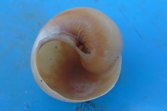 Natica lunaris
