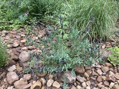Baptisia australis australis