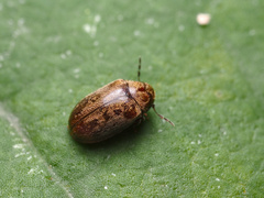 Mirosternus marginatus