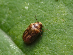 Mirosternus marginatus