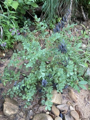 Baptisia australis australis