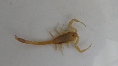 Compsobuthus persicus