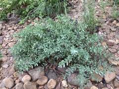 Baptisia australis australis