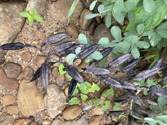 Baptisia australis australis