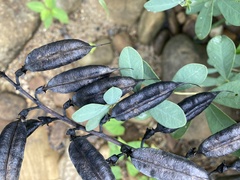 Baptisia australis australis