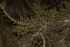 Leptospermum spinescens