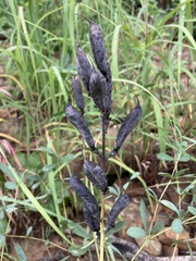 Baptisia australis australis