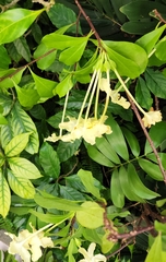 Brunfelsia americana