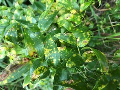 Puccinia myrsiphylli