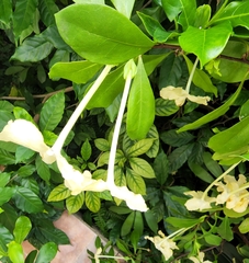 Brunfelsia americana