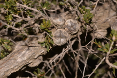 Leptospermum spinescens
