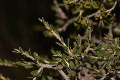 Leptospermum spinescens