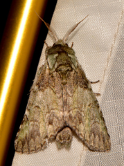 Macrurocampa marthesia