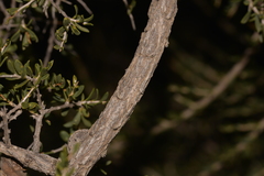 Leptospermum spinescens