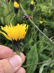 Crepis conyzifolia