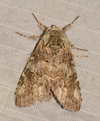 Macrurocampa marthesia