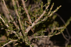Leptospermum spinescens