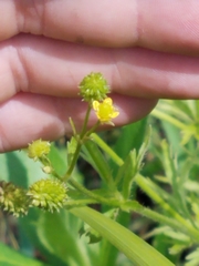 Ranunculus pensylvanicus