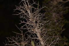 Leptospermum spinescens