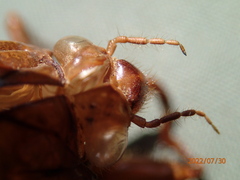 Graptopsaltria nigrofuscata