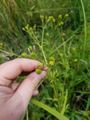 Ranunculus pensylvanicus