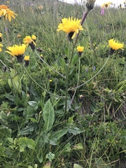 Crepis conyzifolia