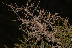 Leptospermum spinescens