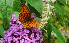 Boloria euphrosyne